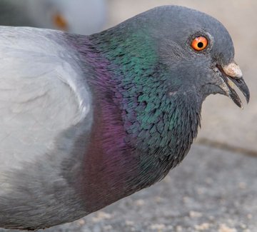 a_london_pigeon's tweet image. Demon eyes #demonized