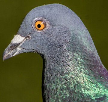 a_london_pigeon's tweet image. Demon eyes #demonized