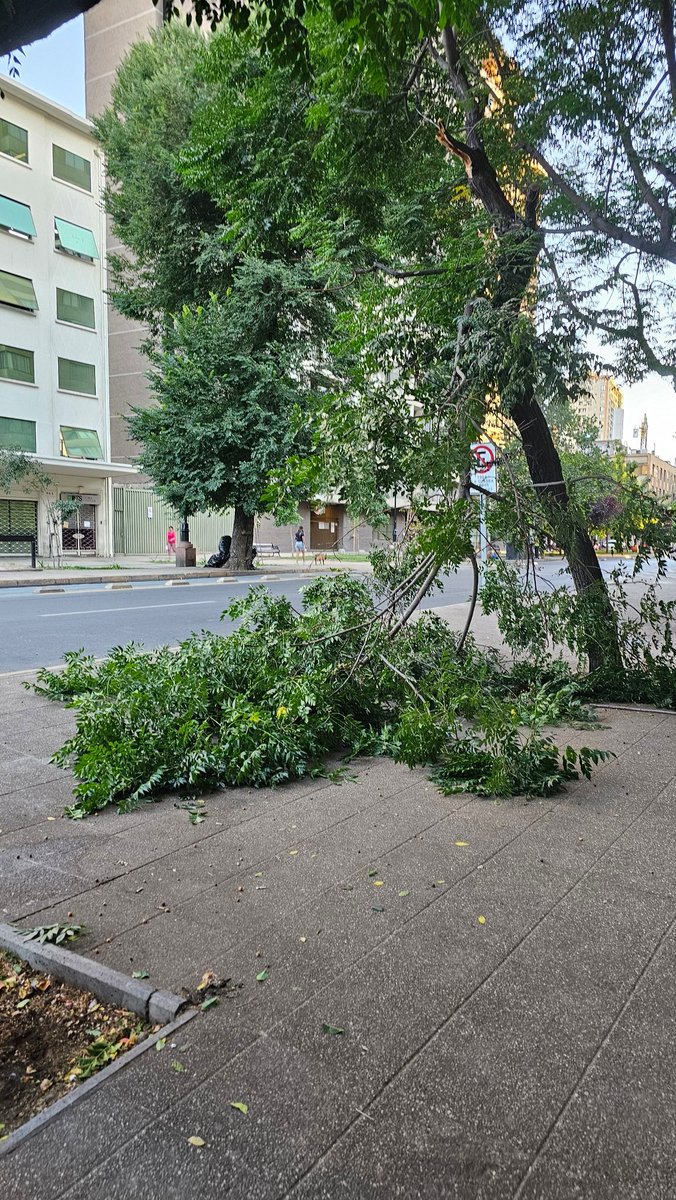 serbarria's tweet photo. @Muni_Stgo hola, acaba de caer rama de arbol en calle Teatinos con General Mackena justo al lado de PDI, casi nos aplasta, y el arbol sigue crugiendo. https://t.co/ZRcSTP20OE