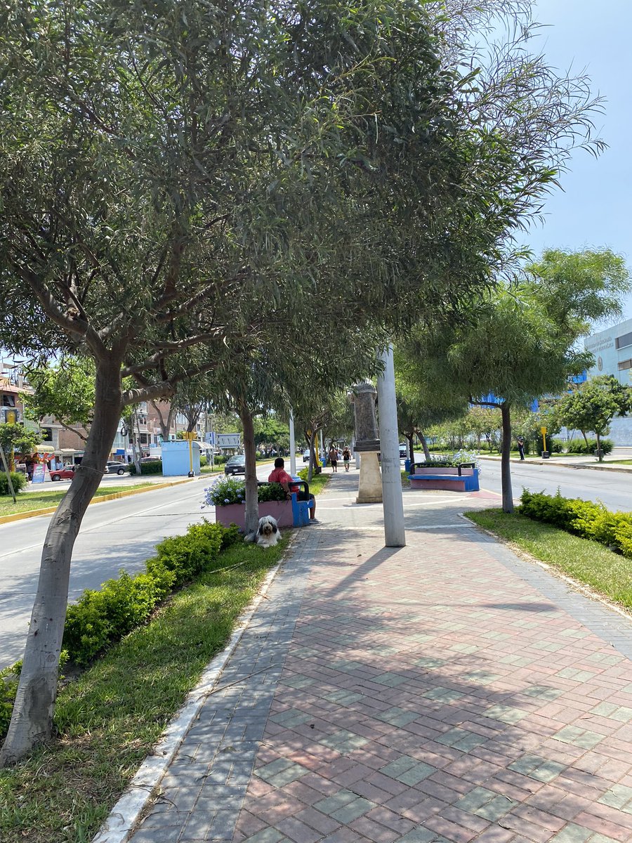 dayysi's tweet photo. 🚨Porfavor ahora con más fuerza necesitamos su apoyo, se tiene una propuesta a favor de salvar la alameda Santa Rosa ayúdennos a poder llegar a más vecinos y autoridades esta solución está pensada por la ciudad del Callao, los ecosistemas, los ciudadanos y la calidad de vida! https://t.co/BjIAaNlgK8