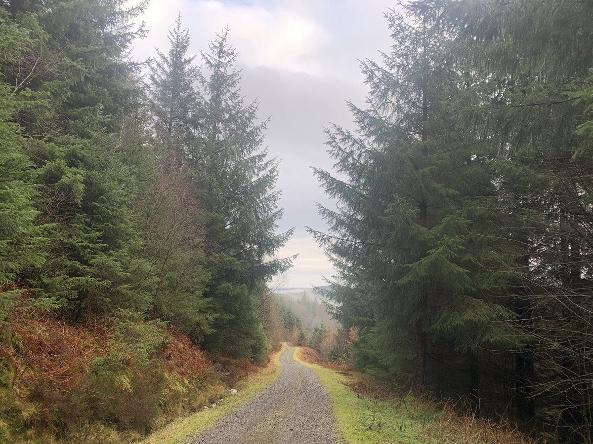 AngrySuperbird's tweet photo. @WoodlandNomad  trail running in #hamsterleyforest @ForestryEngland https://t.co/WScNMhjYt2