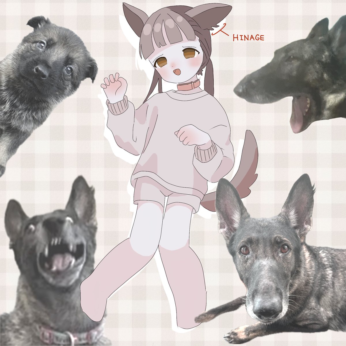 inuyumeya00's tweet photo. 1月11日(わんわんわん)、
私の犬が8歳になりました🐺 https://t.co/zwsafszk8o