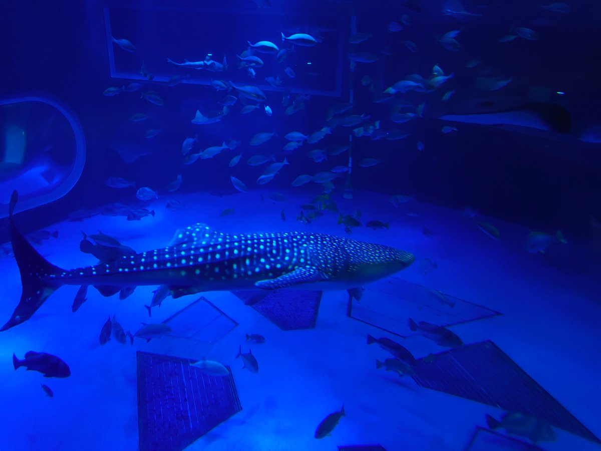 sssssurimi's tweet photo. 地震の影響でジンベエザメ死んでしまったのか
のとじま水族館のジンベエザメ水槽好きなので本当に残念だ https://t.co/ctJLxYJi8D