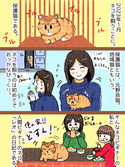 実録「保護猫のレオ君」
今飼って一年になりますが
幸せです✨👍

保護猫飼ったら
家族が幸せになった😀

#実録#保護猫#コミックエッセイ
#漫画が読めるハッシュタグ 