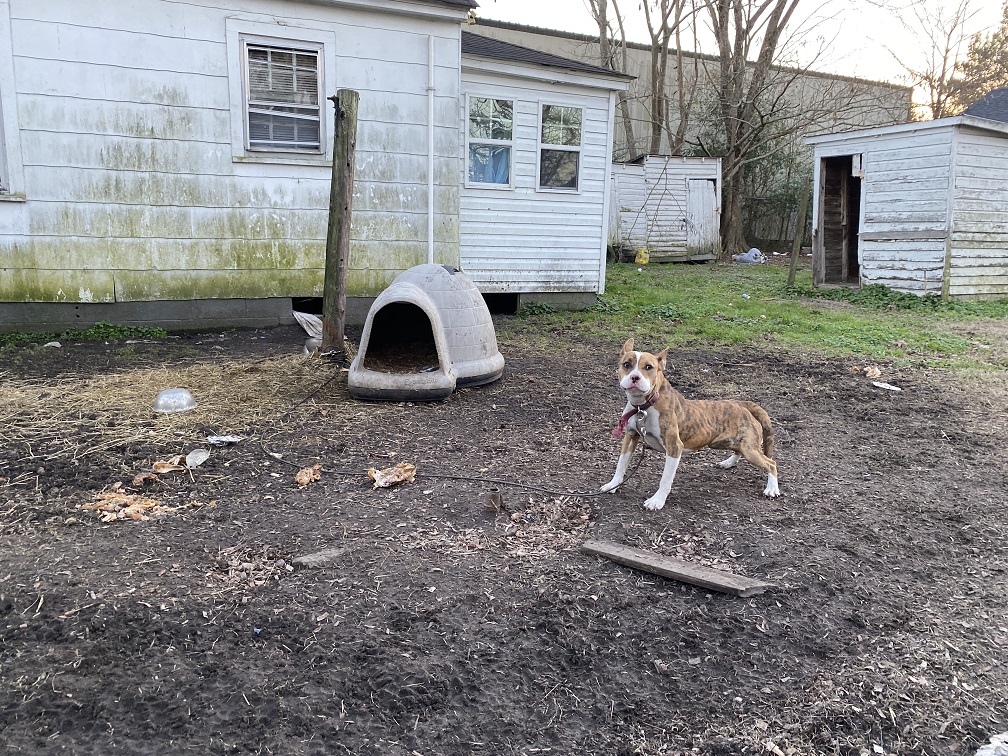 Found by PETA, chained out in winter 24/7 with a bare plastic thing, no real shelter, no life.