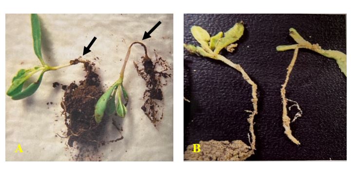 Ziaur Rahman Pintu, Ph.D. tweet media