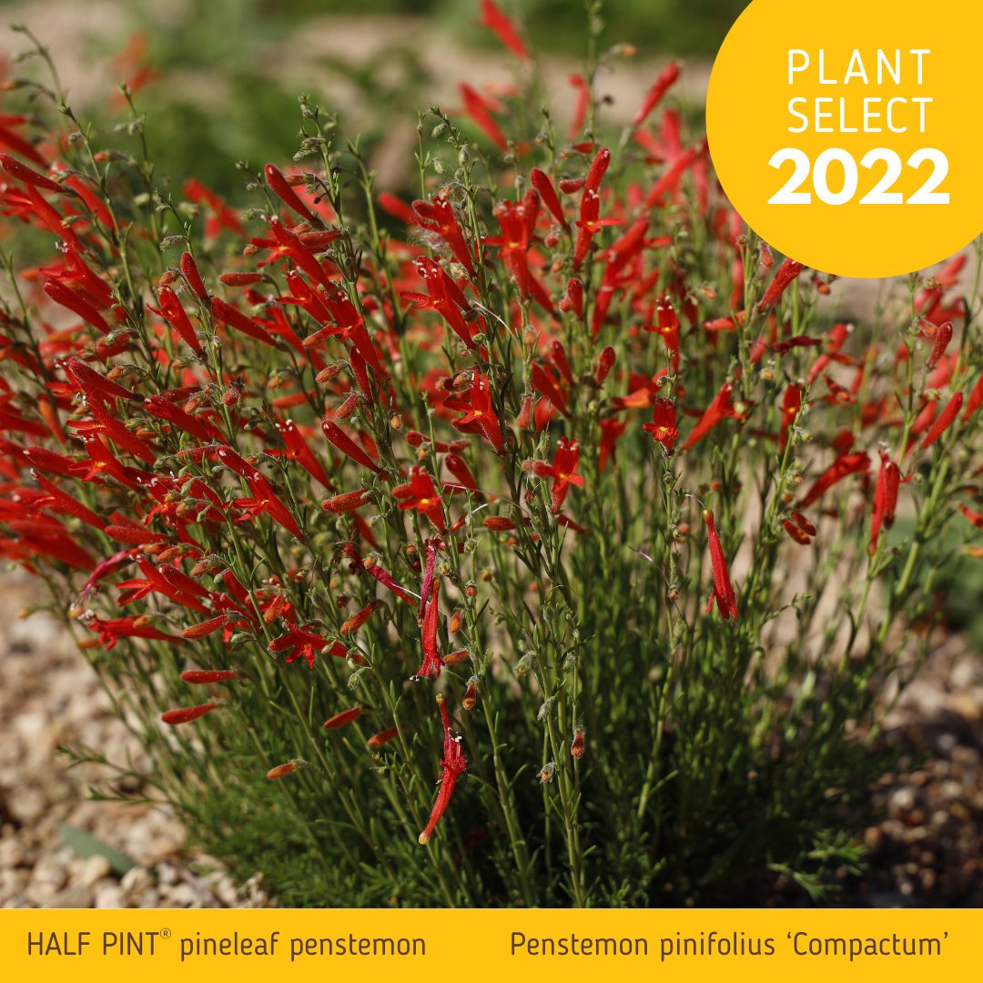 Don't forget these great Plant Select past plants! HALF PINT® pineleaf penstemon (Penstemon pinifolius ‘Compactum’) is a compact penstemon and a waterwise delight. l8r.it/zm4R
#plantselect #penstemon #pineleafpenstemon #orangeblooms #redblooms #droughttolerantplants