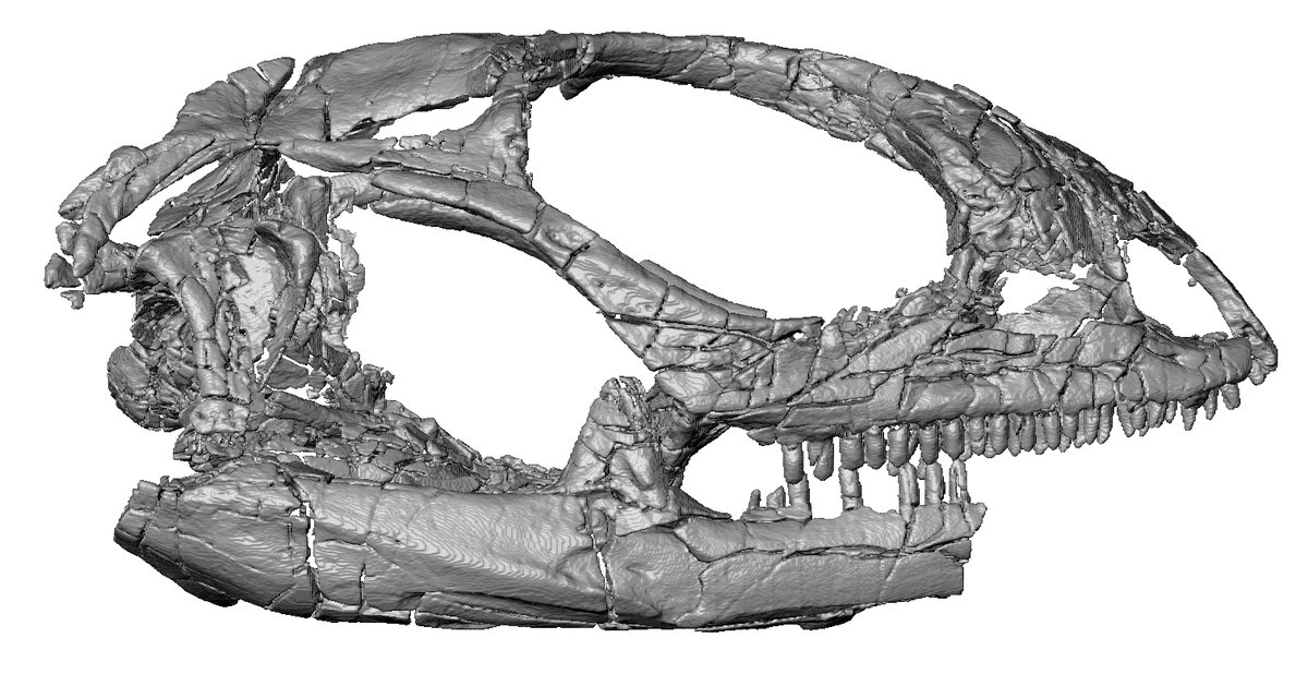 New paper out 🦎 My description of the oldest crotaphytid (collared and leopard lizards) and phylogenetic assessment of early fossil pleurodontan iguanians is now published! @RSocPublishing #RSOS #OpenAccess  

royalsocietypublishing.org/doi/10.1098/rs…