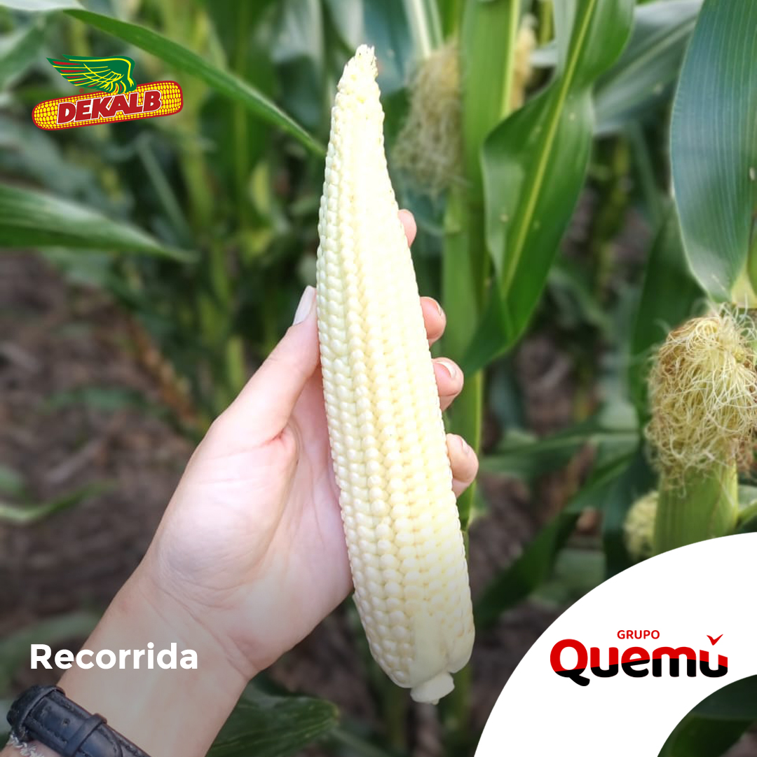 Fullagro de Grupo Quemú tweet media