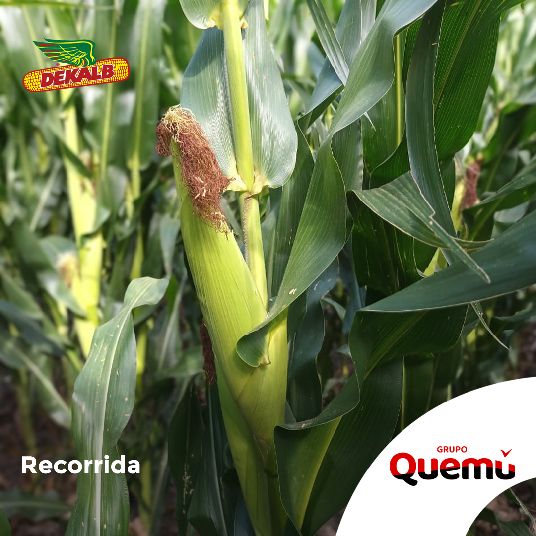 Fullagro de Grupo Quemú tweet media