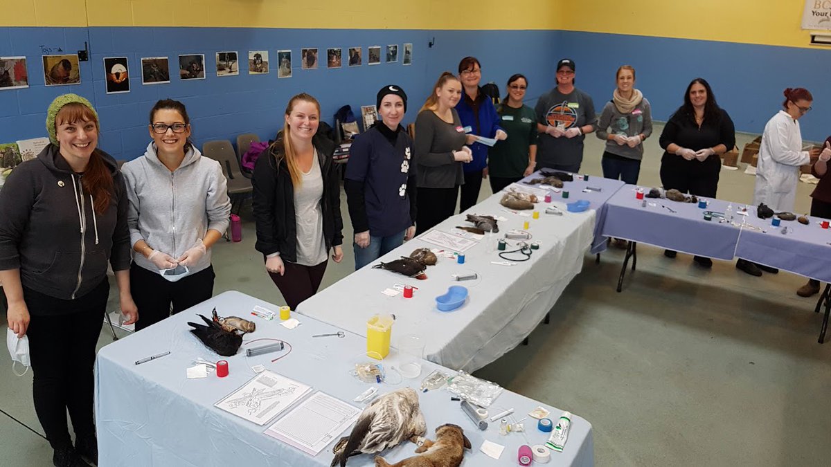 Have you ever wanted to learn about the field of #wildliferehabilitation - or advance your knowledge and skillset ? The IWRC is pleased to offer several  courses including BASIC WILDLIFE REHABILITATION and FLUID THERAPY. Learn more and register at theiwrc.org/courses/.