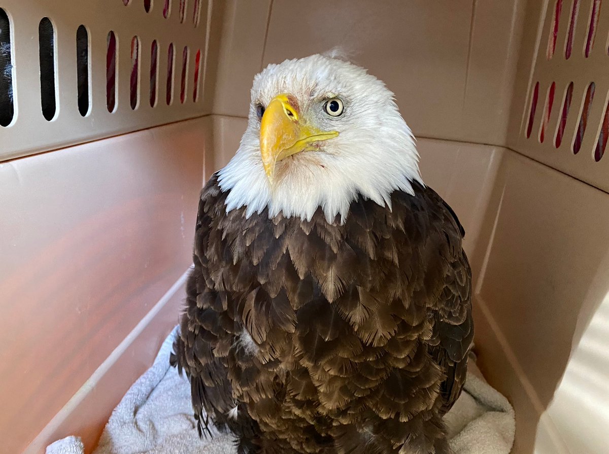 SWVAWildlifeCenter 1-540-798-9836 tweet media
