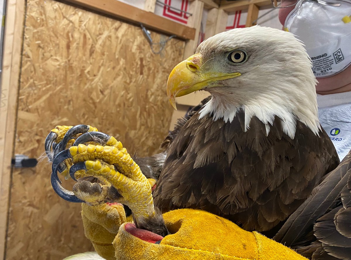 SWVAWildlifeCenter 1-540-798-9836 tweet media