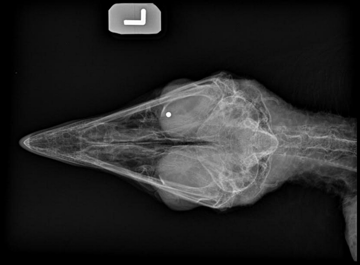 SWVAWildlifeCenter 1-540-798-9836 tweet media