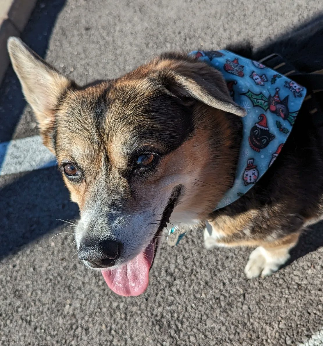 RevLinz's tweet image. This is Roxy, the best freaking doggo on the planet.