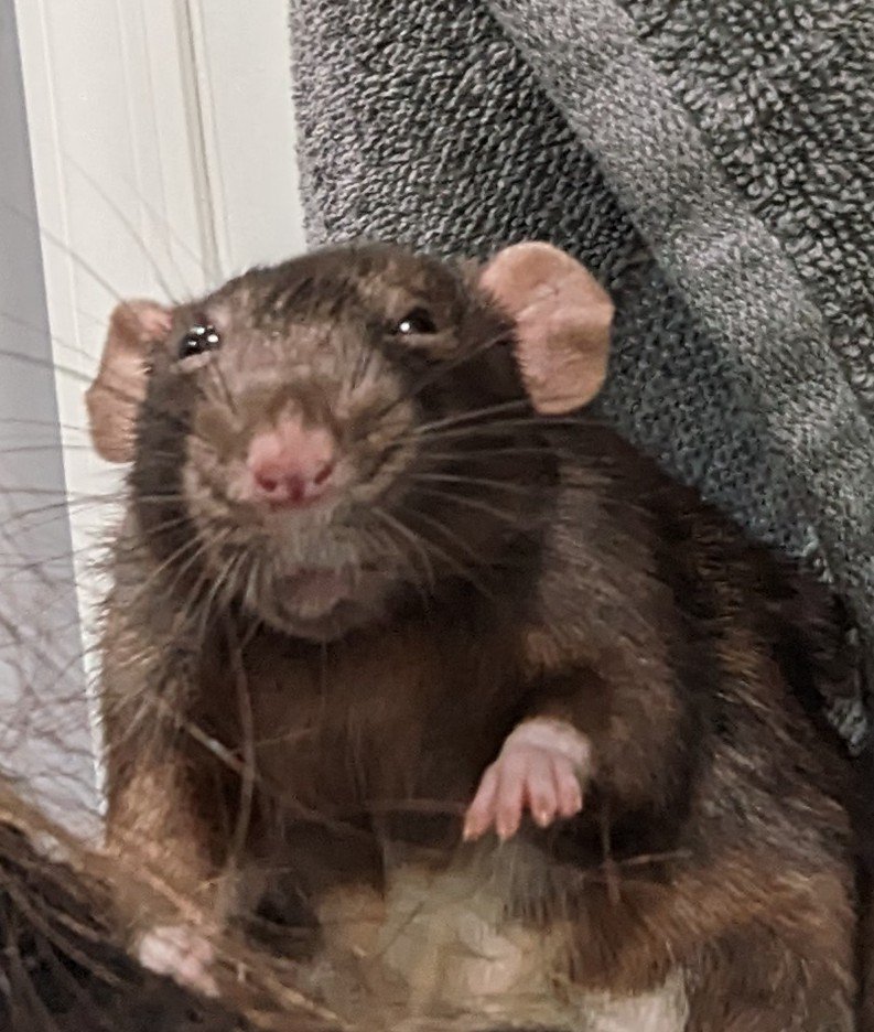 cinnabunlola's tweet photo. Scoops not so thrilled about this milestone getting reached
She's concerned it'll cut into snack time
#petrat #dumborat #ratsarepetstoo https://t.co/T96XsN5n22