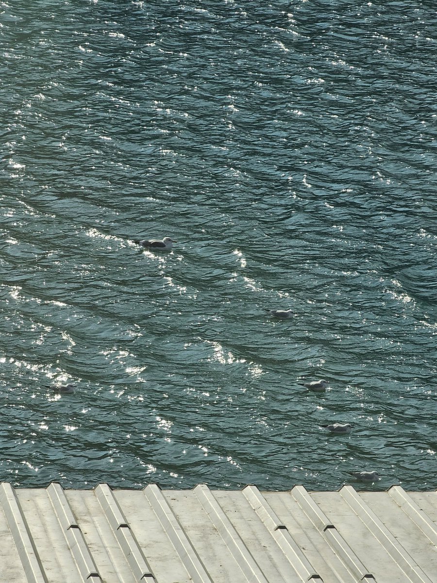 쟤들이 제일 평화로워보인다..ㅎㅎ