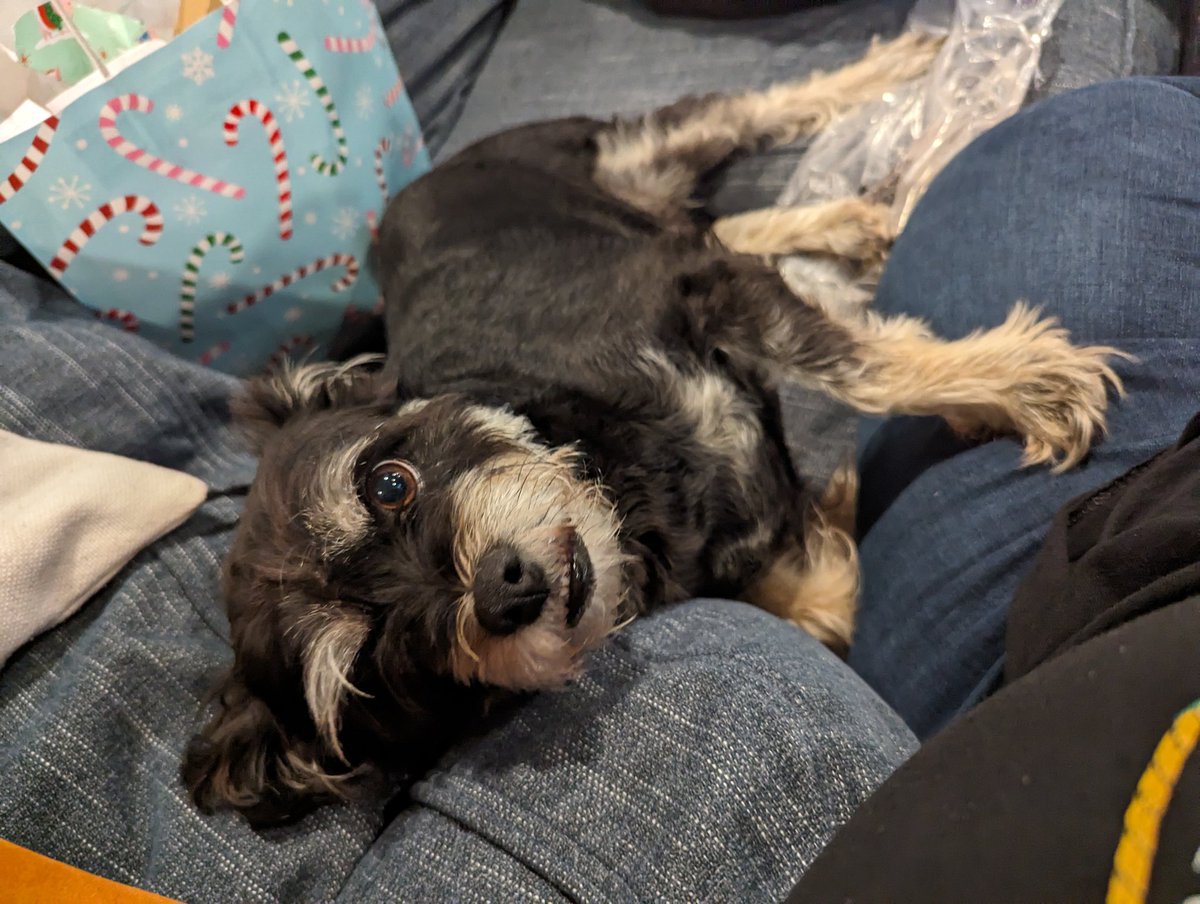 RevLinz's tweet image. This is my besties' dog. She's Dame Elly Mae, but I call her Elly Belly. She always looks like she just came fresh from the Jim Henson Workshop.