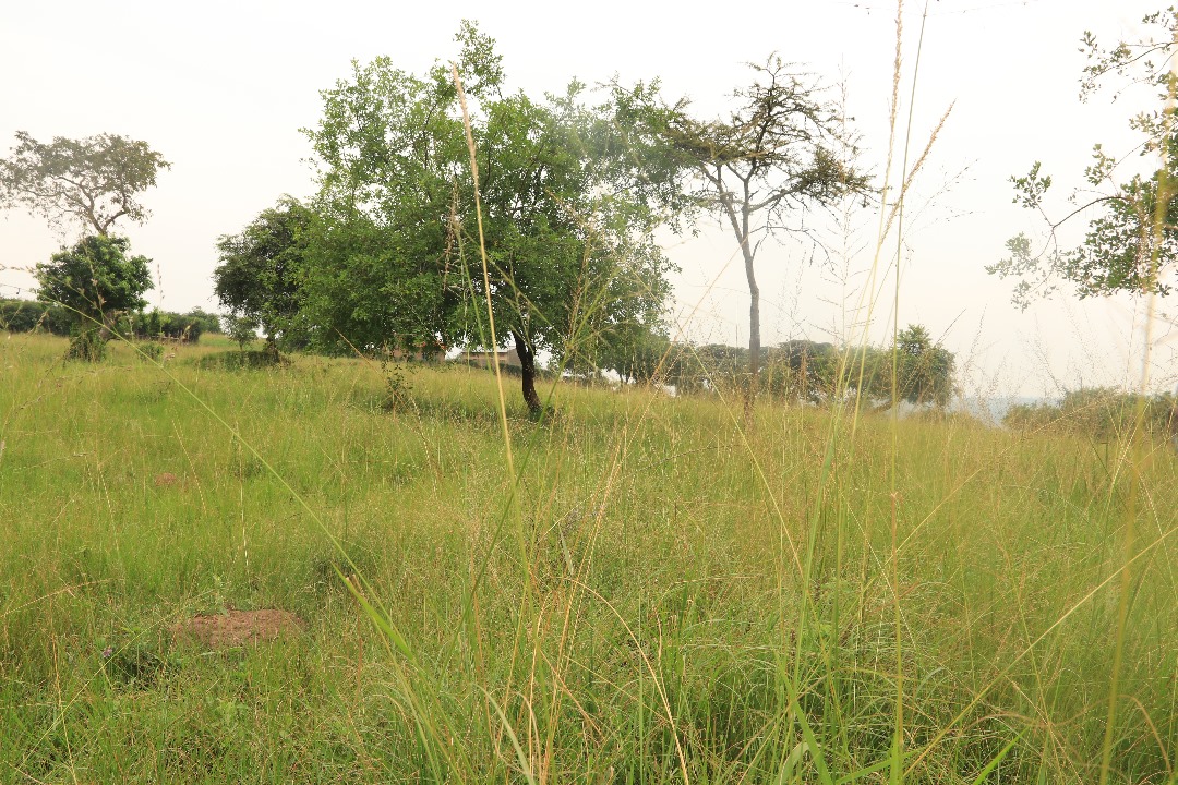 SamTibine's tweet photo. We continue to remind our clients and agents that *Kanyaryeru Land* is already subdivided and available for you. 

Located at only 0.9Kms from Kibega Stage and very good for land banking or country homes. 

Each acre at 30M. 
Only at Dally Expert Realtors

+256784269219/701915208 https://t.co/EvRO6Z4goI