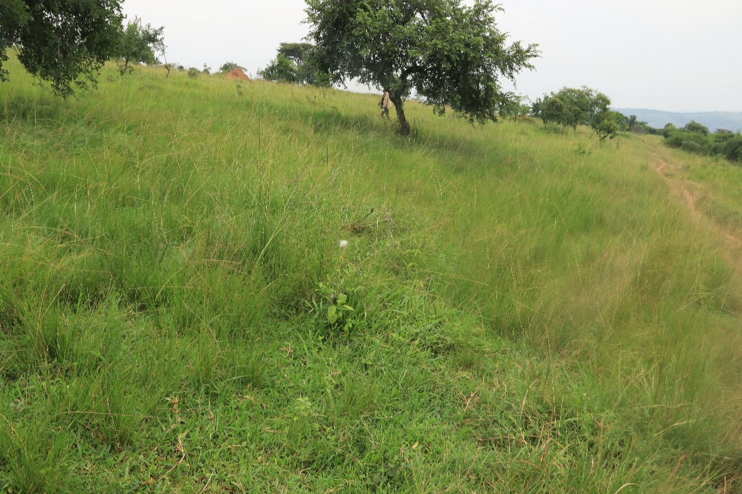 SamTibine's tweet photo. We continue to remind our clients and agents that *Kanyaryeru Land* is already subdivided and available for you. 

Located at only 0.9Kms from Kibega Stage and very good for land banking or country homes. 

Each acre at 30M. 
Only at Dally Expert Realtors

+256784269219/701915208 https://t.co/EvRO6Z4goI