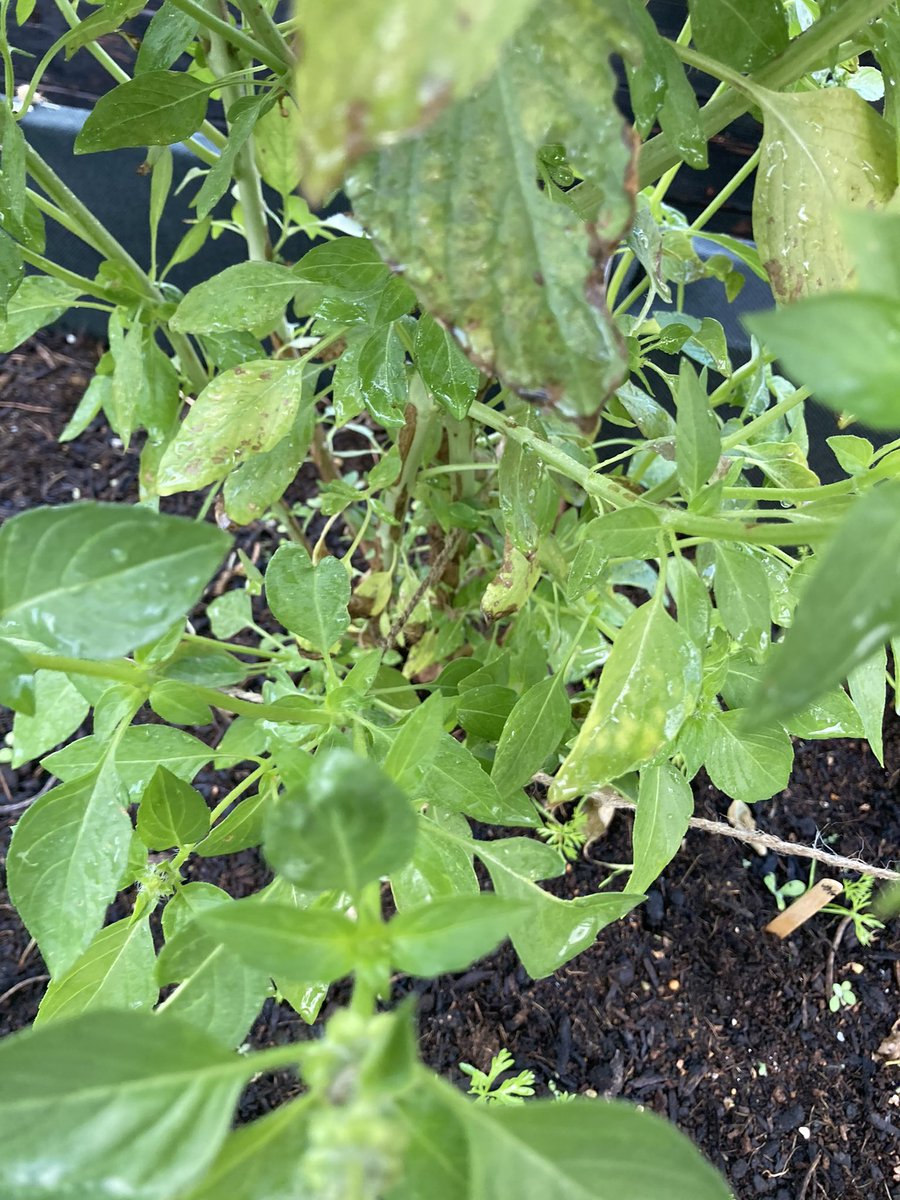 MSTmiddleschool's tweet photo. Happy New Year! Even though we were on break, the garden was still growing! Today we will be selling fresh Lettuce, Wasabina and Kale at 3:20 pm outside Grove Campus…hope to see you there

#WeAreMST #Eucaliptus #garden #grow #MontessoriAdolescent https://t.co/w2XC153deu