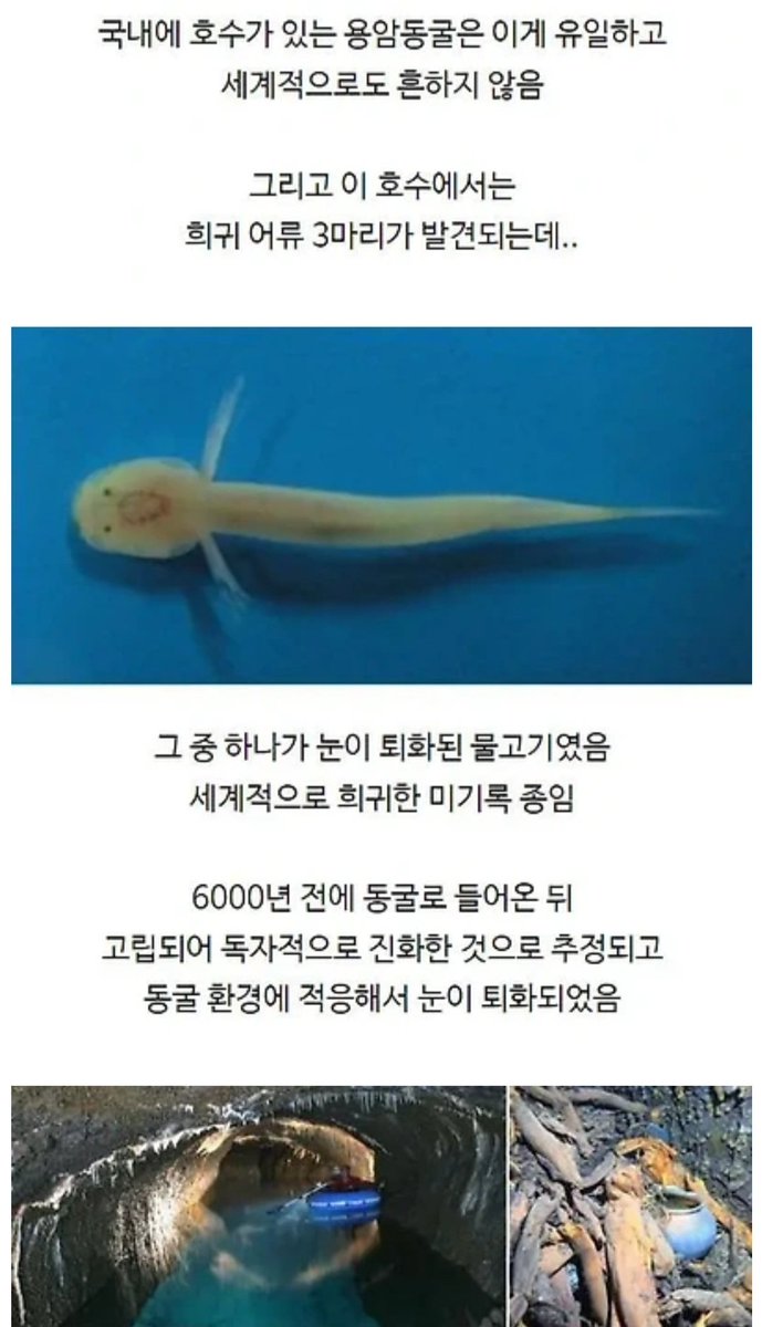 전신주 교체 작업하다 발견된 역대급 동굴과 희귀종 물고기
