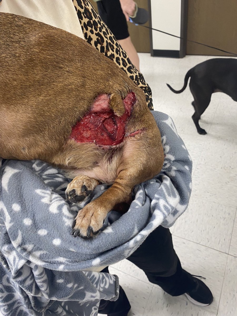 DylanJanek's tweet photo. @BasedSolutions1 Had this same situation happen to us about a year ago. Pitbull without an owner attacked our weenie dog on a family walk. I had to pull the pitts collar and temporarily cut off its air supply before it  released our pup. After emergency surgery our dog recovered. Scary stuff https://t.co/LCZsqLrC8k