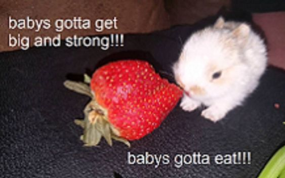 Bunnies (@rabbiteveryhour) on Twitter photo 