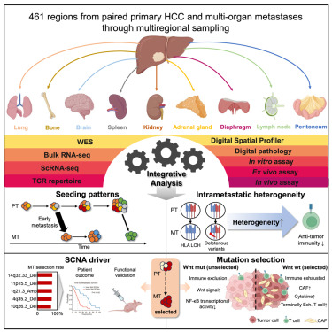 Cancer_Cell's tweet photo. Integrated multi-omics profiling to dissect the spatiotemporal evolution of metastatic hepatocellular carcinoma https://t.co/yR7jaXmJ4V https://t.co/UFzuppKUSs