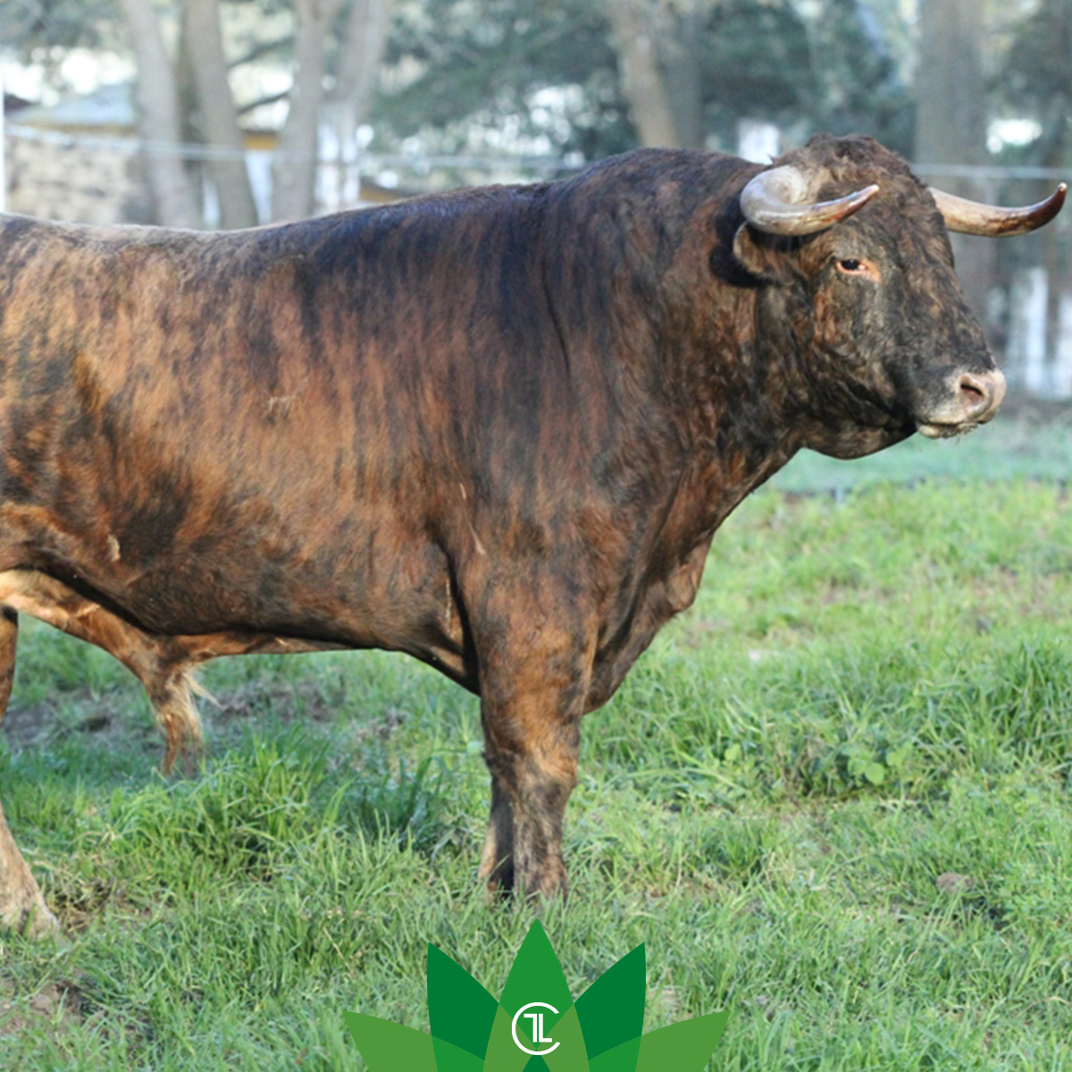 Criadores de Toros MX tweet media