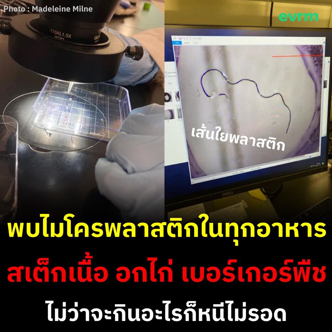environmanth's tweet photo. พบไมโครพลาสติกในอาหารที่เป็นเนื้อสัตว์ทุกประเภท ตั้งแต่สเต็กเนื้อสันนอกไปจนถึงเบอร์เกอร์ที่ทำจากพืช ‘ไม่ว่าจคุณจะกินอะไรก็ไม่มีทางหลีกเลี่ยงได้’

ก่อนหน้านี้ผู้คนหันไปสนใจมากขึ้นว่าอาหารประเภทปลาโดยเฉพาะปลาทะเลนั้นเต็มไปด้วยพลาสติก เนื่องจากมหาสมุทรของเราเต็มไปด้วยมลพิษของสิ่งนี้ บางรายงานนี้ชี้ว่าคนที่กินปลาและหอยเป็นประจำจะได้กินไมโครพลาสติกไปด้วยมากถึง 11,000 ชิ้นต่อปี

อย่างไรก็ตามจนถึงขณะนี้ยังไม่มีงานวิจัยชิ้นใดศึกษาเนื้อสัตว์บนบกชนิดอื่นว่ามีไมโครพลาสติกปนเปื้อนอยู่เท่าไหร่ เพื่อติดตามปัญหานี้ นักวิทยาศาสตร์จาก Ocean Conservancy และมหาวิทยาลัยโตรอนโตจึงได้ลงมือศึกษาอาหารหลายประเภท

ไม่ว่าจะเป็นเนื้อปลาอลาสก้าพอลล็อค กุ้งขาว กุ้งสีชมพูคีย์เวสต์ (Key West pink shrimp) กุ้งชุบเกล็ดขนมปัง อกไก่ หมูสันนอก สเต็กเนื้อสันนอก นักเก็ตไก่ นักเก็ตที่ทำจากพืช ปลาแท่งที่ทำจากพืช เนื้อวัวที่ทำจากพืช และเต้าหู้ก้อน

ผลลัพธ์นั้นน่าตกใจ ไมโครพลาสติกถูกพบในโปรตีนทั้ง 16 ชนิดที่ทดสอบ และ 88% ของตัวอย่างแต่ละอย่างมีการปนเปื้อน พูดง่าย ๆ ทุกอย่างปนเปื้อนไมโครพลาสติก

“เป็นเรื่องน่าสนใจหากจะสรุปว่า ‘กินสิ่งนี้ให้น้อยลง และกินสิ่งนั้นให้มากขึ้น’ เพื่อหลีกเลี่ยงไมโครพลาสติกในอาหารของคุณ แม้ตอนนี้เราจะยังรู้น้อยมากเกี่ยวกับมลภาวะของไมโครพลาสติกในอาหารที่บริโภคทั่วไป แต่การศึกษาของเราเพิ่มความรู้ด้านนี้” Madeleine Milne นักวิจัยจากมหาวิทยาโตรอนโต กล่าว

ไมโครพลาสติกในอาหารที่พบนั้นมีทุกแบบไม่ว่าจะเป็น เส้นใย ก้อนเส้นใน เศษชิ้นเล็ก ๆ ยาง โฟม และฟิล์ม เกือบครึ่งหนึ่ง (44%) เป็นเส้นใย ขณะที่อีก 30% เป็นเศษพลาสติกชิ้นเล็ก ๆ ข้อมูลนี้สอดคล้องกับงานวิจัยก่อนหน้าที่ระบุว่า เส้นใยจากเสื้อผ้าและสิ่งทอเป็นไมโครพลาสติกที่มีมากที่สุดในสิ่งแวดล้อม

ผลกระทบของมลพิษนี้ยังไม่เป็นที่เข้าใจอย่างถ่องแท้ว่าพวกมันทำอะไรกับร่างกายของเราได้บ้าง แต่มีความเป็นไปได้สูงว่าไม่ดีแน่ ๆ ในการศึกษาเมื่อปีที่แล้ว (2023) พบว่าไมโครพลาสติกและนาโนพลาสติกเหล่านี้สามารถเข้าไปอยู่ในสมองของสัตว์ได้ภายในไม่กี่นาทีหลังถูกกลืนเข้าไป

คาดกันว่ามันเพิ่มความเสี่ยงต่อการอักเสบมากขึ้น สร้างความผิดปกติในระบบประสาท หรือแม้แต่เกี่ยวข้องกับระบบประสาทเสื่อมถอย ขณะเดียวกันก็มีหลักฐานทางอ้อมมากมายที่แสดงให้เห็นว่าไมโครพลาสติกมีศักยภาพพอที่จะก่ออันตรายให้กับมนุษย์

“นี่เป็นเครื่องเตือนใจที่น่ากังวลว่ามลพิษจากพลาสติกนั้นมีมากมายเพียงใด มนุษย์อาศัยอยู่บนบก แต่ตัวอย่างอาหารทะเลก็มีแนวโน้มที่จะปนเปื้อนด้วยพลาสติกพอ ๆ กับแหล่งโปรตีน(เนื้อสัตว์)บนบก” ดร. Britta Baechler นักชีววิทยาทางทะเล และรองผู้อำนวยการฝ่ายวิทยาศาสตร์พลาสติกที่ Ocean Consevancy บอก

งานวิจัยกี่หน้าไม่กี่วันนี้ชี้ว่าน้ำที่เราดื่มก็ปนเปื้อนนาโนพลาสติกเฉลี่ย 240,000 ชิ้นต่อลิตรด้วยเช่นกัน

“ดูเหมือนว่าตะไม่มีทางหลีกเลี่ยงได้ไม่ว่าคุณจะกินอะไรก็ตาม วิกฤตมลพิษพลาสติกกำลังส่งผลกระทบต่อเราทุกคน และเราจำเป็นต้องดำเนินการเพื่อจัดการกับปัญหาต่าง ๆ มากมาย” ดร. Baechler กล่าว

ที่มา
- sciencedirect
- iflscience
- food-safety
- dailymail
Photo : Madeleine Milne/University of Toronto
