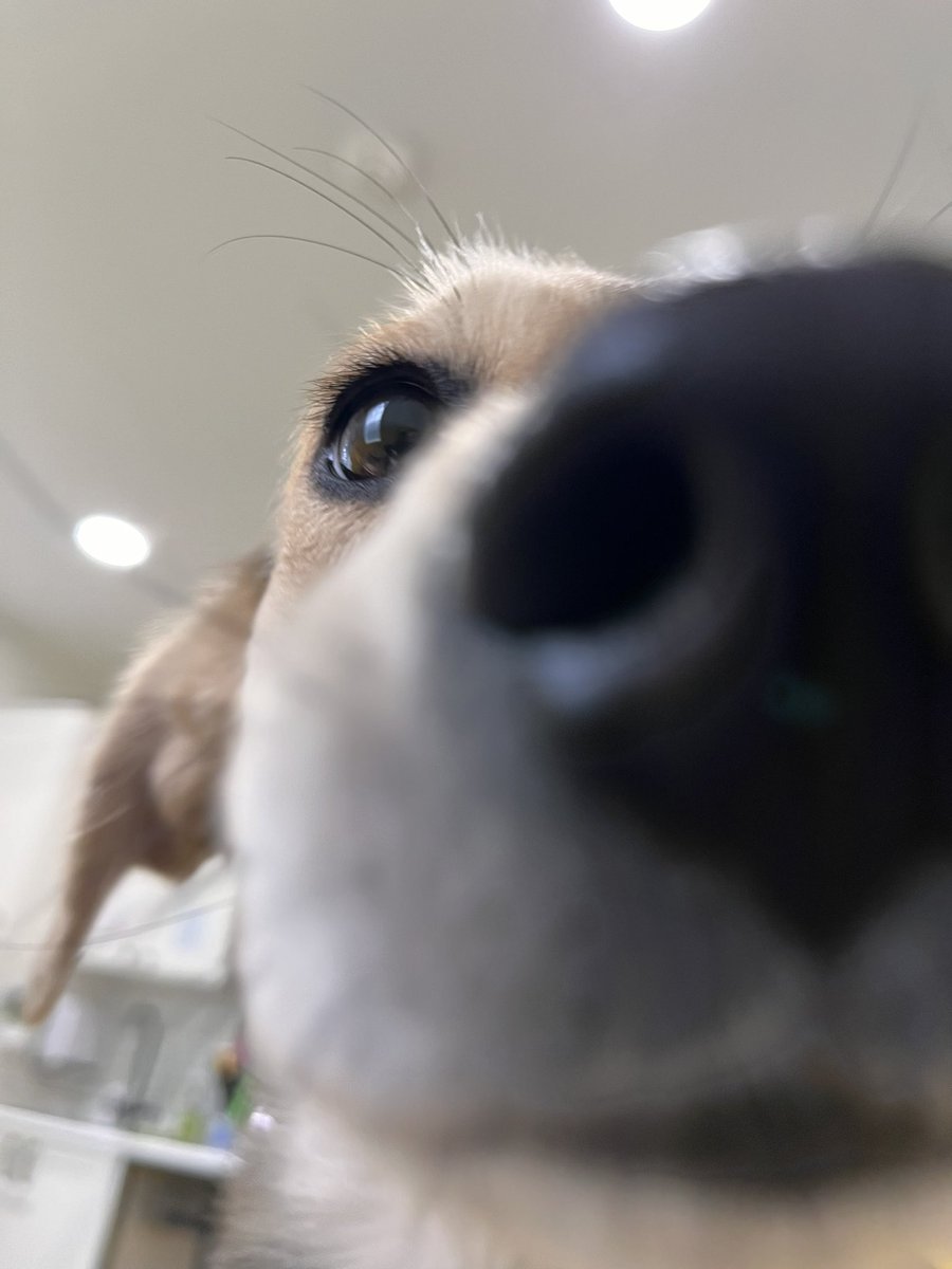 wildheart.⠀ schmutz van muttz wants 2 say she loves u