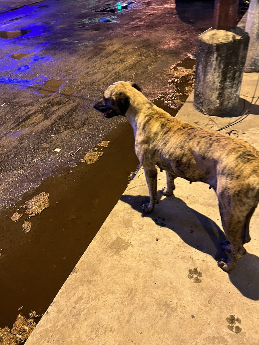 Faoliveirap's tweet photo. Perrita perdida en Asunción sobre san Martín y Sucre. Compartan por favor, no puedo tenerla y esta re asustada. 🙏🏻 https://t.co/sY1bWLl6Gh