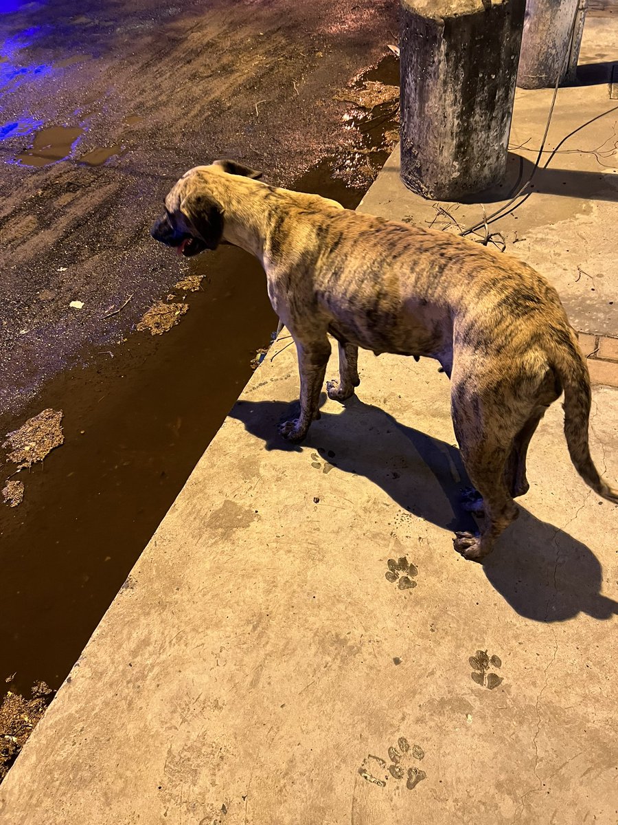 Faoliveirap's tweet photo. Perrita perdida en Asunción sobre san Martín y Sucre. Compartan por favor, no puedo tenerla y esta re asustada. 🙏🏻 https://t.co/sY1bWLl6Gh