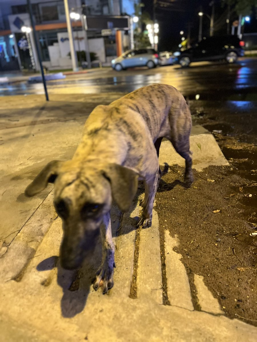 Faoliveirap's tweet photo. Perrita perdida en Asunción sobre san Martín y Sucre. Compartan por favor, no puedo tenerla y esta re asustada. 🙏🏻 https://t.co/sY1bWLl6Gh