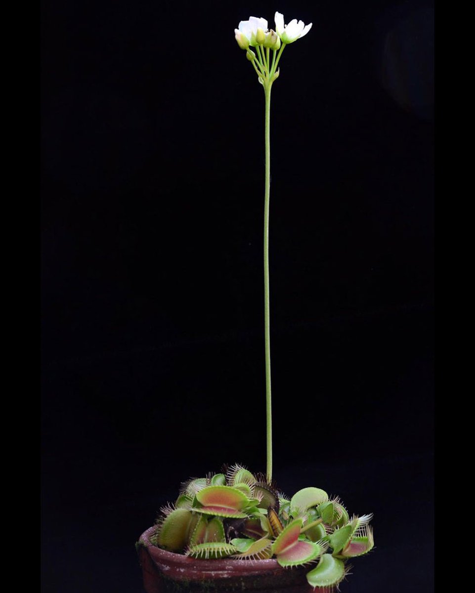 파리지옥 자기 꽃에 와주는 곤충들 안잡아먹으려고 꽃 ㅈㄴ 높은곳에 피우는거 귀엽다고 생각함