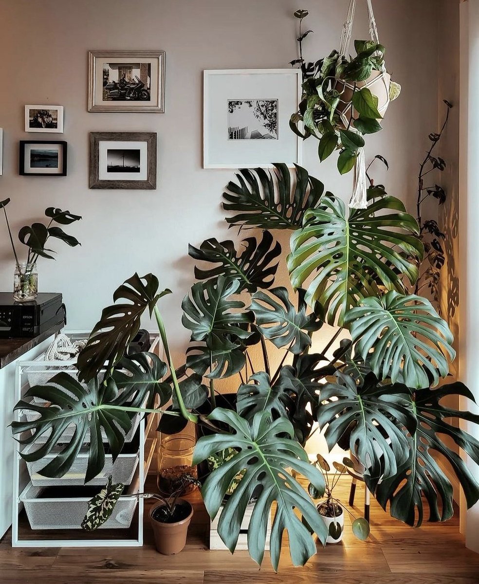 A beautiful Monstera 🌿