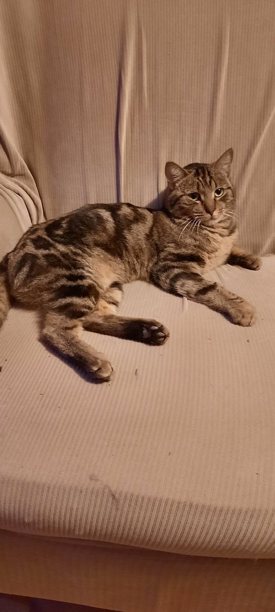 tggertim's tweet photo. We added Sullivan to our family on Monday from the @GuelphHumane.  He is still getting used to us and the house, but he knows where is comfortable.  #adoptdontshop #mychair https://t.co/8NKkxSmAk0