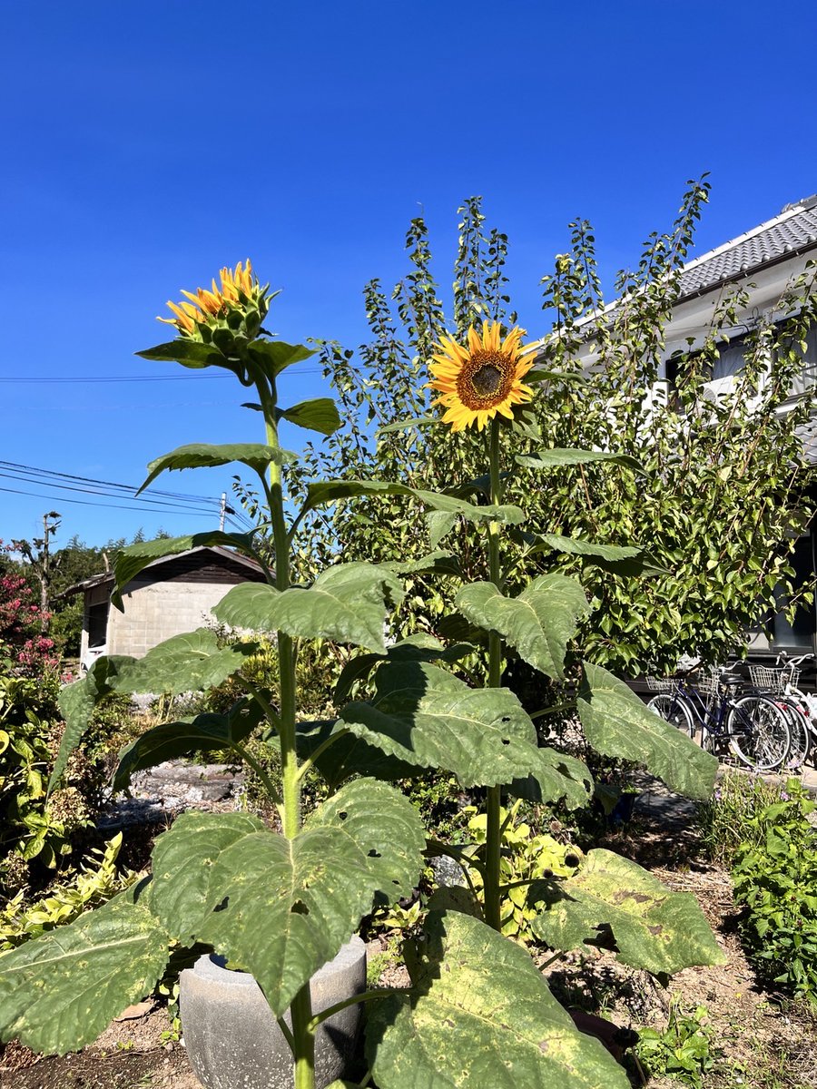 ひまわり i>Helianthus annuus</i><BR><BR>アンティークカラー<BR>夏と言えば