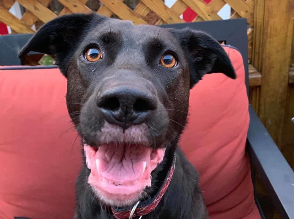 Andy Campbell tweet media