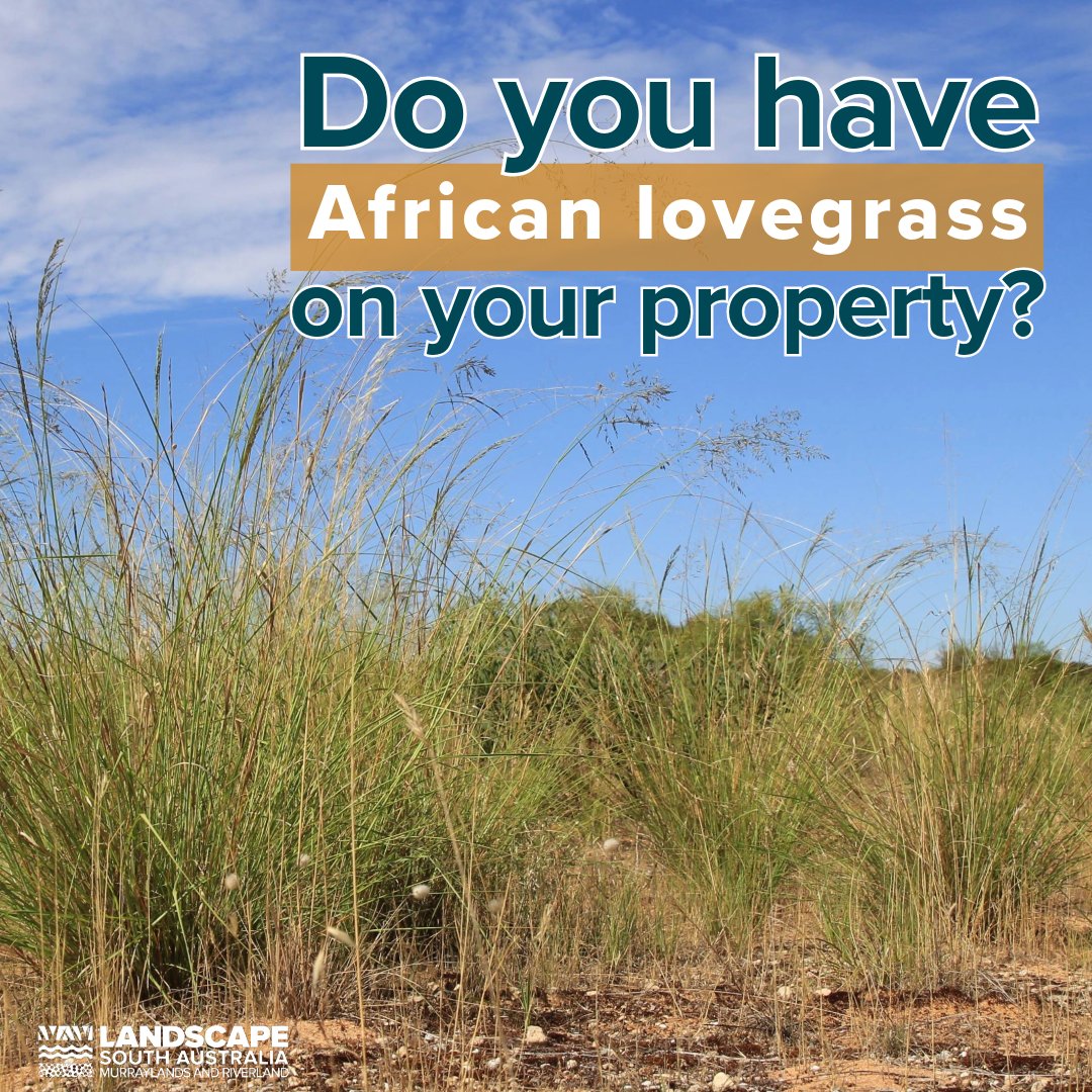 Landholders with outbreaks of African lovegrass in areas of the Mallee and Upper South East may be eligible for free on-ground control works to control this invasive weed. Find out more and apply at landscape.sa.gov.au/mr/pest-plants… before Jan 17 2024. #MyMRLandscape