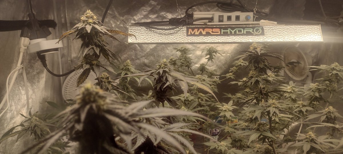 DjVisionaire's tweet photo. π± Jealousy Clones rocking out in 5x5 under the π‘@MarsHydroLight #Tsl2000 & #Tsw2000 in @BuildASoil #LivingSoil #craftblend #Rootwise
#MarsHydroTsl2000 #MarsHydro #CannabisCommunity #cannabisgrower #Cannabis #420community #growyourown #Growmies #WednesdayMotivation #WeedLovers https://t.co/1FO9S3WBg0
