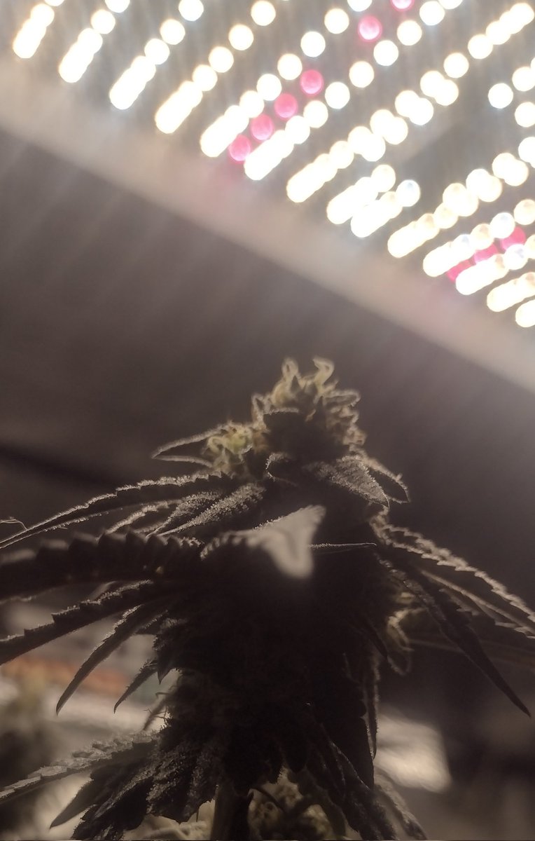 DjVisionaire's tweet photo. π± Jealousy Clones rocking out in 5x5 under the π‘@MarsHydroLight #Tsl2000 & #Tsw2000 in @BuildASoil #LivingSoil #craftblend #Rootwise
#MarsHydroTsl2000 #MarsHydro #CannabisCommunity #cannabisgrower #Cannabis #420community #growyourown #Growmies #WednesdayMotivation #WeedLovers https://t.co/1FO9S3WBg0