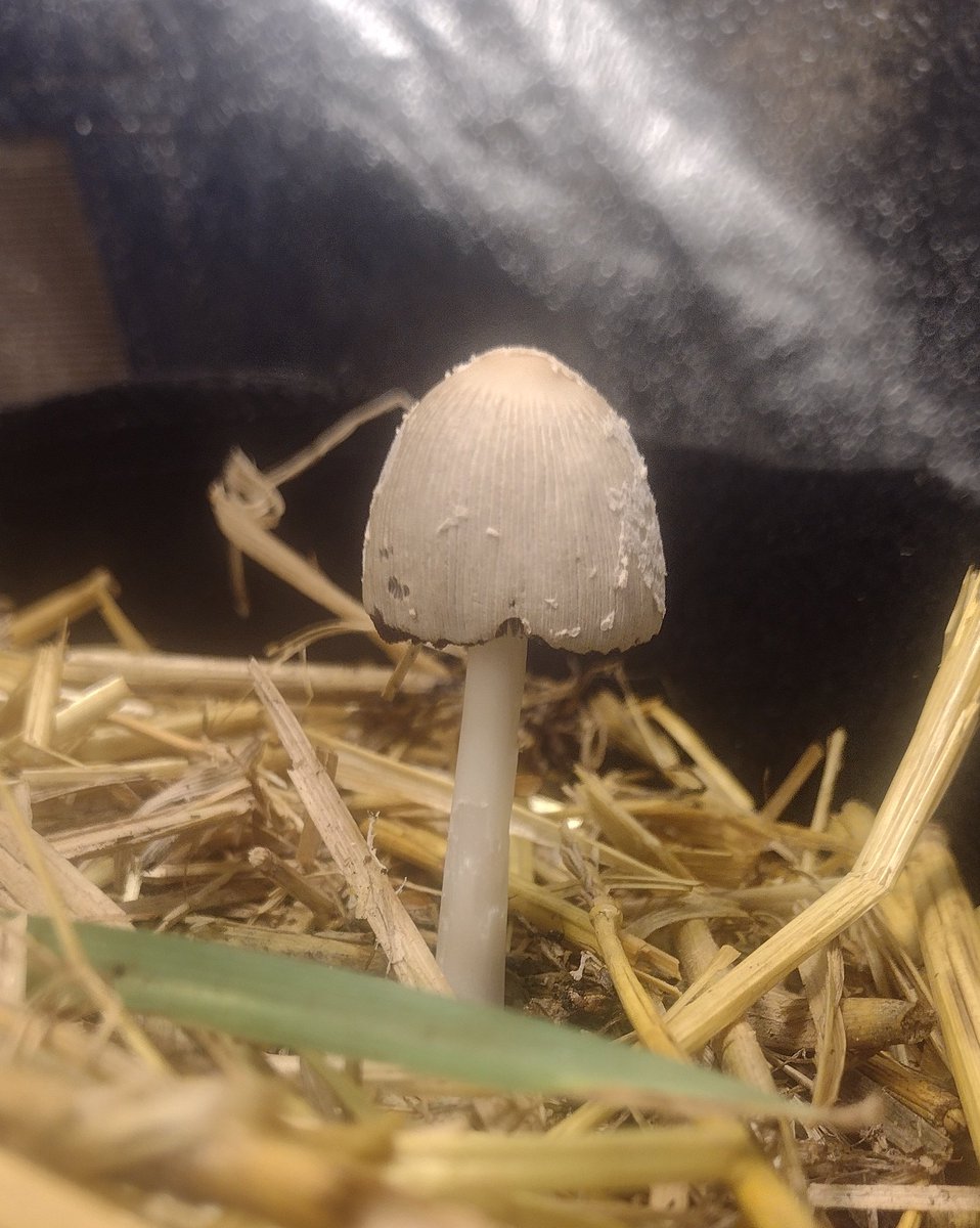 DjVisionaire's tweet photo. π± Jealousy Clones rocking out in 5x5 under the π‘@MarsHydroLight #Tsl2000 & #Tsw2000 in @BuildASoil #LivingSoil #craftblend #Rootwise
#MarsHydroTsl2000 #MarsHydro #CannabisCommunity #cannabisgrower #Cannabis #420community #growyourown #Growmies #WednesdayMotivation #WeedLovers https://t.co/1FO9S3WBg0