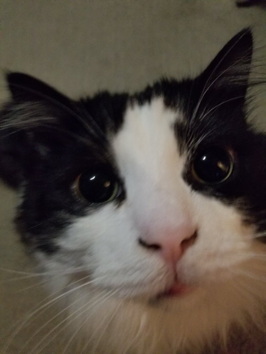 minmothecat's tweet photo. Wen's dinner?????? https://t.co/4Ji94QrCQk