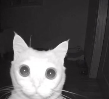 RacRavioli's tweet photo. @outcastrose_ Oh oh omaga https://t.co/beYDztNmhj
