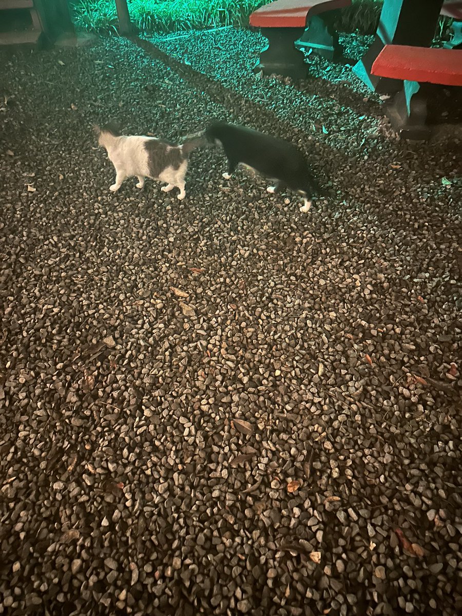 DizDaDelinQuent's tweet photo. This restaurant I’m at has a little cat colony. Im never gonna leave https://t.co/bYx9LfgpZv