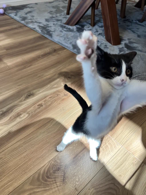 #変なポーズ猫週間