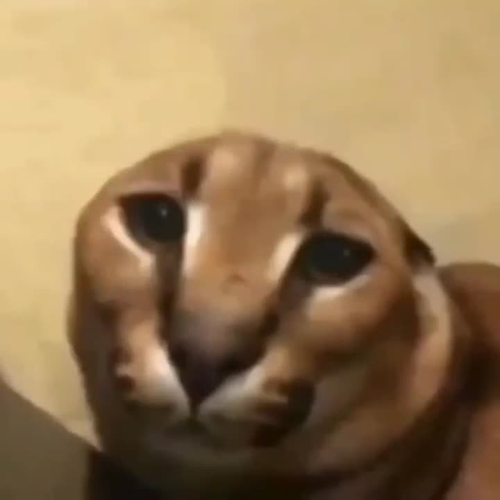 ATTENTION FLOPPAS: Launch will take place in roughly 24 hours!!!

Hop in the tg early and Big Floppa might bless your bags... t.me/bigfloppasolana👀#shitcoin #Solana