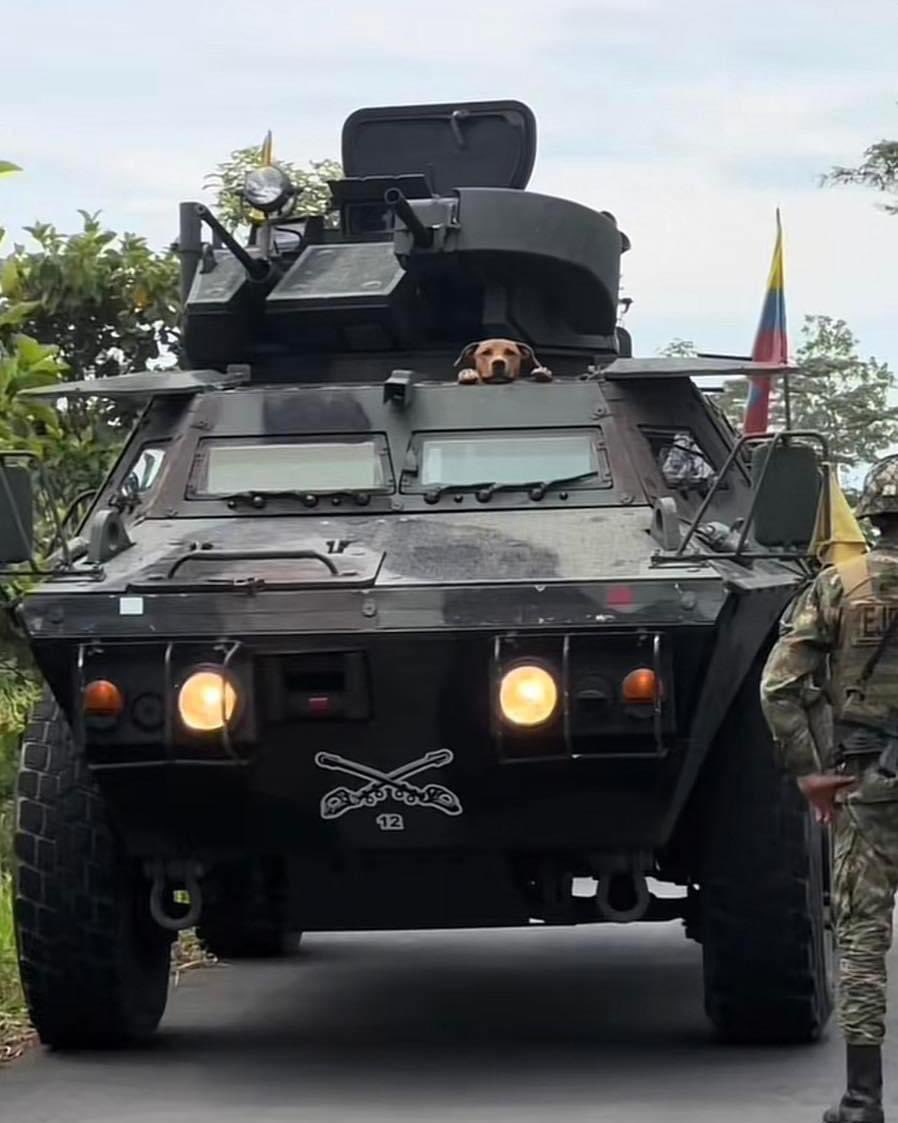 sinparoguayaco's tweet photo. Imagen del día Ecuador, Un perrito acompañó a su dueño, un soldado ecuatoriano, a enfrentar a la delincuencia del país. 🐶❤️🇪🇨 🐾🐶❤️ #URGENTE https://t.co/os37yaFTxN